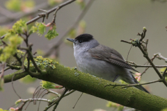 Zwartkop ♂  Groningen-stad 27-4-2016