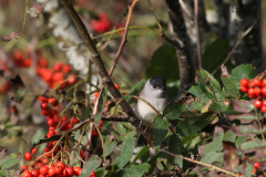 Zwartkop ♂  Texel 7-10-2021