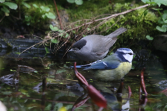 Zwartkop en Pimpelmees 1 Groningen-stad 15-4-2023 b