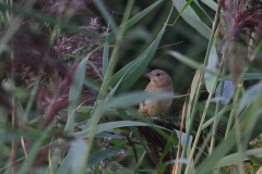 Zwartkopgors, 1e kj. 1  ZuidHolland 3-9-2016