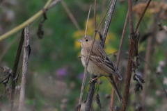 Zwartkopgors, 1e kj.  ZuidHolland 3-9-2016