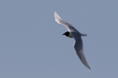 Zwartkopmeeuw 1  Groningen-kust 22-4-2019