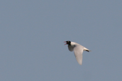 Zwartkopmeeuw 1  Groningen-stad 18-4-2009