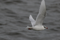 Zwartkopmeeuw 1  Zeeland 27-1-2018