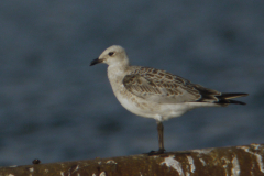 Zwartkopmeeuw, 1e kj.  Groningen-prov. 10-8-2012