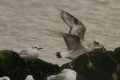 Zwartkopmeeuw, 1e kj. en Kokmeeuw 1  Groningen-kust 10-9-2024