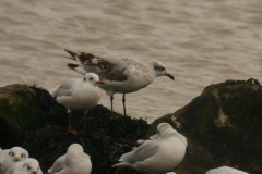 Zwartkopmeeuw, 1e kj. en Kokmeeuw  Groningen-kust 10-9-2024