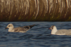 Zwartkopmeeuw, 1e kj. en Kokmeeuw  Groningen-prov. 10-8-2012