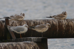 Zwartkopmeeuw, 1e kj. en Kokmeeuw  Groningen-prov. 3-8-2016