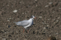 Zwartkopmeeuw, 2e kj.  Friesland 8-5 2016