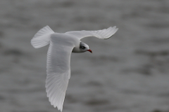 Zwartkopmeeuw 3  Zeeland 27-1-2018 b