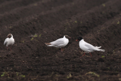Zwartkopmeeuw, 3e kj. en Kokmeeuw 2  Groningen-prov. 22-4-2025