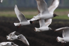 Zwartkopmeeuw, 3e kj. en Kokmeeuw  Groningen-prov. 22-4-2025