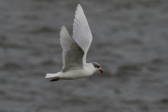 Zwartkopmeeuw 4  Zeeland 27-1-2018