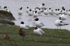 Zwartkopmeeuw, Kokmeeuw en Kluut  Groningen-kust 11-4-2024