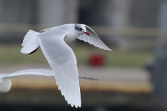 Zwartkopmeeuw  Zeeland 27-1-2018