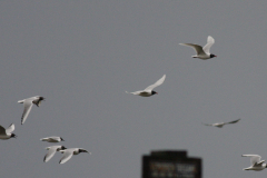Zwartkopmeeuw en Kokmeeuw 1  Groningen-prov. 4-4-2010