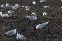 Zwartkopmeeuw en Kokmeeuw 1 Groningen-stad 26-3-2021