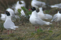 Zwartkopmeeuw en Kokmeeuw 2  Groningen-prov. 4-4-2010