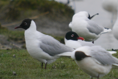 Zwartkopmeeuw en Kokmeeuw   Groningen-kust 11-4-2024