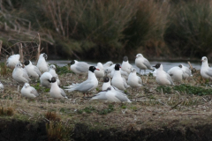 Zwartkopmeeuw en Kokmeeuw  Groningen-prov. 25-3-2011