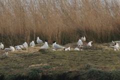 Zwartkopmeeuw en Kokmeeuw  Groningen-prov. 29-3-2010