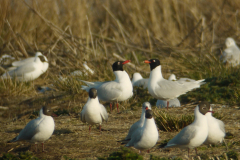 Zwartkopmeeuw en Kokmeeuw  Groningen-prov. 29-3-2011