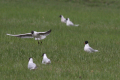 Zwartkopmeeuw en Kokmeeuw  Groningen-prov. 4-4-2010