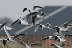 Zwartkopmeeuw en Kokmeeuw Groningen-stad 26-3-2021