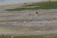 Zwartkopmeeuw en Kokmeeuw Zeeland 26-6-2020